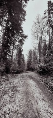 Kış mevsiminde karla kaplı ağaçlar arasında yol alan kış ormanı.