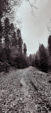 Ağaçlı ve ormanlı güzel sonbahar manzarası