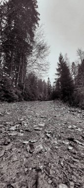Beyaz taşlı güzel bir dağ nehri görüntüsü.