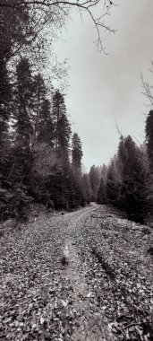 Ağaçları ve ormanı olan güzel bir orman