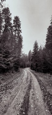 Ağaçlar ve çalılarla çevrili ormandaki boş bir yolun dikey görüntüsü.