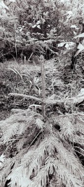 Karda çam ağacı dalları, doğa ve bitki örtüsü