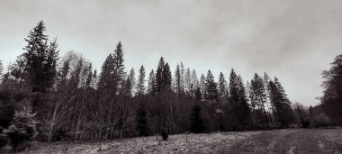 Ağaçlar ve ormanlarla dolu güzel sonbahar manzarası