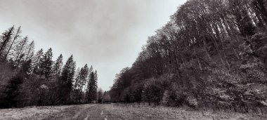 Güzel kış ormanı manzarası