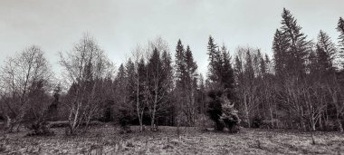 Siyah beyaz bir ağaçla ormandaki bir ağacın gri tonlu görüntüsü.