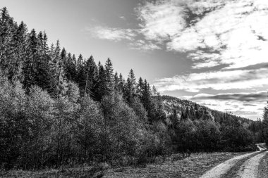 Parktaki ağaçların arasından geçen güzel bir yol.