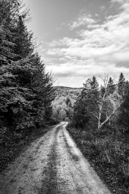 Kırsal kesimdeki bir ormanın siyah beyaz fotoğrafı.