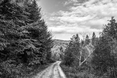 Ormandaki bir yolun gri tonlu görüntüsü.
