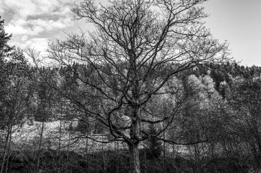 Ağacın beyaz arkaplanlı güzel gri tonlu görüntüsü