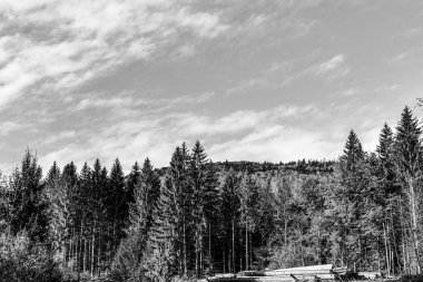 Bir çam ağacının siyah beyaz fotoğrafı.