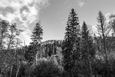 dağlarda kar ile ağaçlar