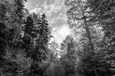 Doğanın ortasında siyah ve beyaz orman