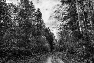 bir ormanın siyah beyaz fotoğrafı