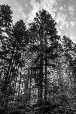 ağaçların siyah ve beyaz görüntüsü