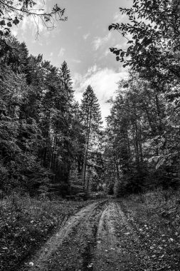 Ağacı ve ormanı olan güzel bir manzara.
