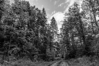 Ormanın içinden geçen yol.