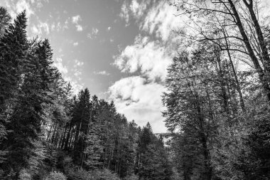 Dağlardaki güzel orman