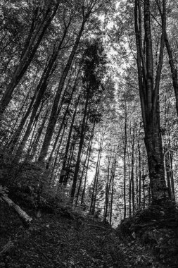 Siyah beyaz güzel bir manzara.