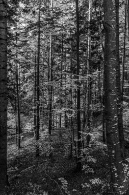 Ormandaki bir ağacın siyah beyaz fotoğrafı.