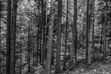 Orman ve dağlar siyah ve beyaz