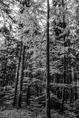 bir ağacın siyah beyaz görüntüsü