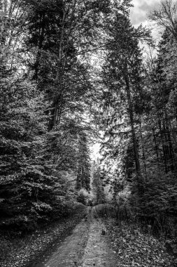 bir ormanın siyah beyaz resmi