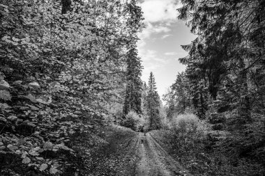 Sonbahar mevsiminde güzel orman ve yol.