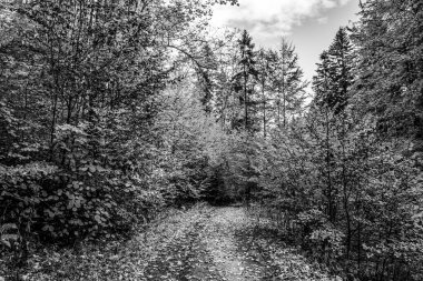 Ormandaki bir ormanın dikey ölçeği Güneşli bir günde siyah beyaz