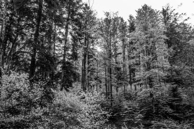 ağaçların ve bitkilerin siyah beyaz fotoğrafı