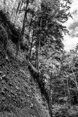 Ormanlı siyah beyaz dağ manzarası