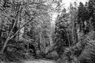 Ormandaki bir yolun gri tonlu görüntüsü.