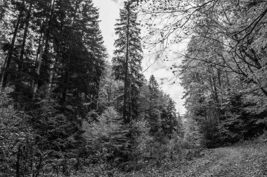 ağaç siyah beyaz resim