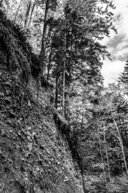 Yosun kaplı taş bir duvarın gri tonlu görüntüsü.