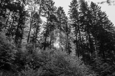 Ağacı ve ormanı olan güzel bir manzara.