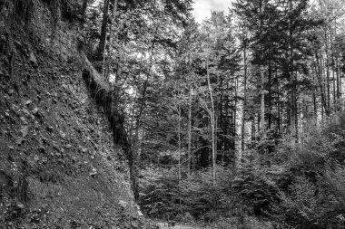 Ormanın siyah beyaz fotoğrafı.