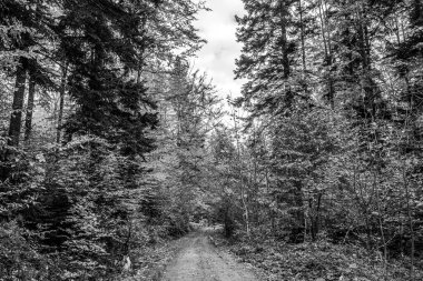 Güzel bir ormanın siyah beyaz fotoğrafı