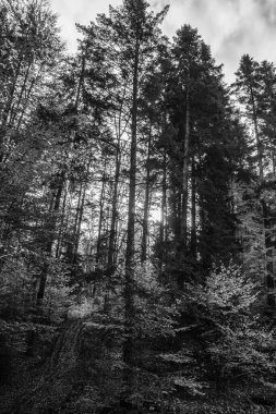 Ağaçlar ve ormanlarla dolu güzel bir manzara.