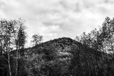bir ormanın siyah ve beyaz görüntüsü