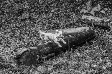 Ormandaki köpek Jack Russell Terrier. Ormandaki köpek.