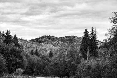 Kanada 'daki ormanın siyah beyaz fotoğrafı.