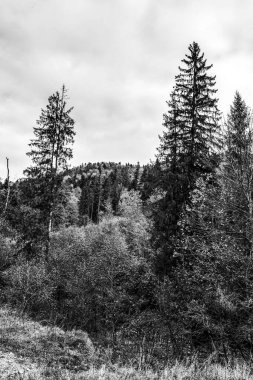 Güzel bir manzaranın siyah ve beyaz görüntüsü