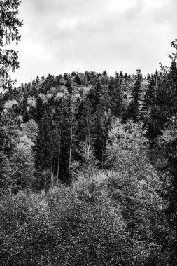 Siyah ve Beyaz Orman