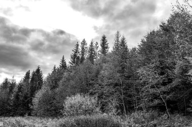 Ormanın ağaçları.