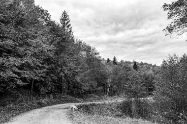 sonbaharda ağaçlar ile güzel orman