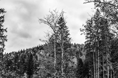 Dağlardaki çam ormanlarının siyah beyaz fotoğrafı