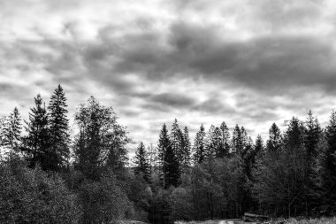 Ormandaki bir ağacın siyah beyaz resmi.