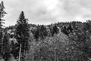 Ormanın siyah beyaz fotoğrafı.