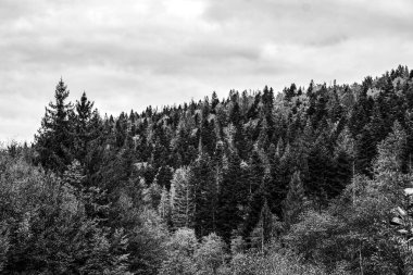 Norveç 'in dağlarındaki ağaçların dikey görüntüsü