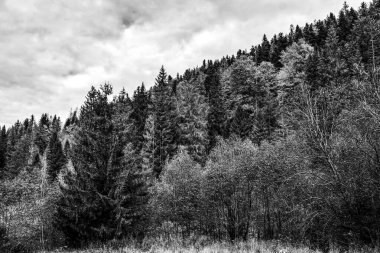 Ormanın siyah beyaz fotoğrafı.