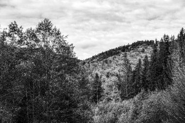 Kanada 'daki siyah beyaz ormanın dikey görüntüsü.